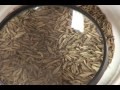 EL COMINO