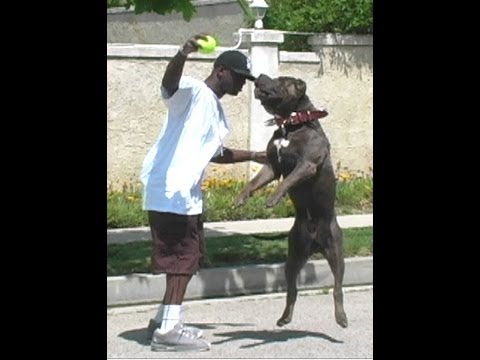 5 pit bull