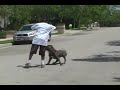 Bully biggest bully xxl blue pitbull, BGK'S THE ROCK, THE LARGEST BLUE XXL BULLY MONSTER PITBULL www.biggeminikennels.com www.facebook.com XXL Bully Pitbulls, Huge pitbull, largest pitbull, Bully pitbull, biggest pitbull, blue pitbulls..........