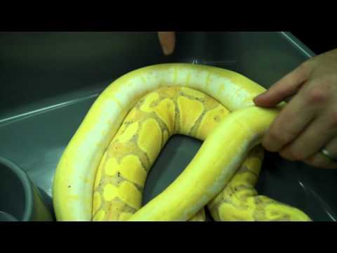 YouTube reptile video