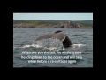 For the love of NL - Whale watching