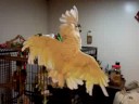Our pet birds Our pet birds