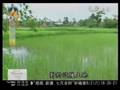 20080723 緬甸發放稻種待豐收 慈濟志工將續送肥料
