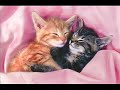 cute animals-akon tired cute animals-akon tired