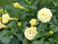 Visite des jardins du Manoir des Trembles 2008