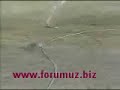 tav?an g�r�n�ml� kaplan y?lan? ka�?r?yor