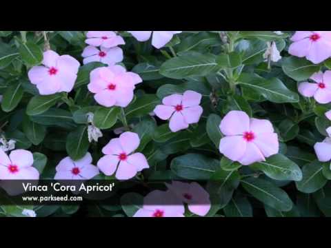 how to replant an apricot seed