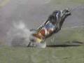 Tribute Crash Video for Blaise Alexander 