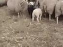 Farthing Sheep
