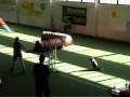 Agility Meeting Bad Ragaz Agility Meeting Bad Ragaz