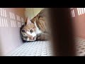ちょこのお出かけ 猫診断