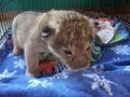 Mufasa Obama - African Lion Cub 4 Weeks - DEW Animal Kingdom Mufasa Obama - African Lion Cub 4 Weeks - DEW Animal Kingdom