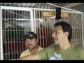 Palomas Mensajeras de Competencia