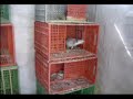 Palomas Mensajeras de Competencia