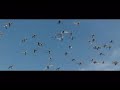 Palomas Mensajeras de Competencia
