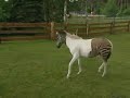 Half zebra, half horse - it\ Half zebra, half horse - it\