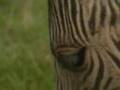 Half-zebra-half-hors