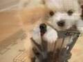 Cutest Dogs EVER!!!!!!!!!!!!!!!