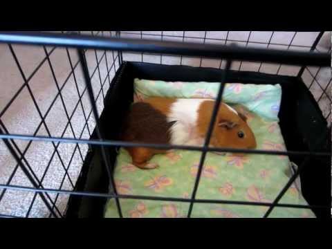 how to treat guinea pig mites
