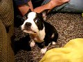 Zuki playtime