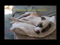 A dog who could be euthanized A dog who could be euthanized