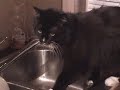 The First Adventures of BCat The First Adventures of BCat