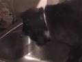 The First Adventures of BCat