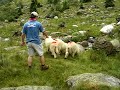 schapen jagen schapen jagen