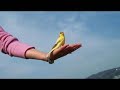 \"Pico Chan Chan Chan\" Song by Canary PICO