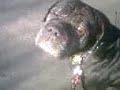 trevor the rescue  neopolitan mastiff  2