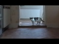 Tiggy the talking hello Cat Talks 5 times in a row!
