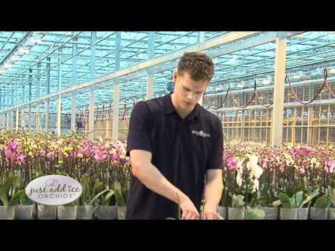 how to fertilize just add ice orchids
