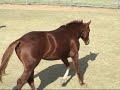 Wimpy Bar Step/Invester 2YO - ZOC/RR Yearling - (2007)