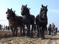 Ploegen met trekpaarden Ploegen met trekpaarden