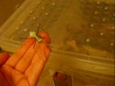 Hierodula membranacea handling. Hierodula membranacea handling.