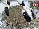 Przygodzice, difficult landing on nest
