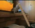 Climbing Hamster