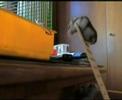 the jumper hamsters! criceti acrobati