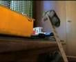 the jumper hamsters! criceti acrobati
