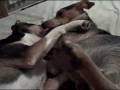 Puppy Hug