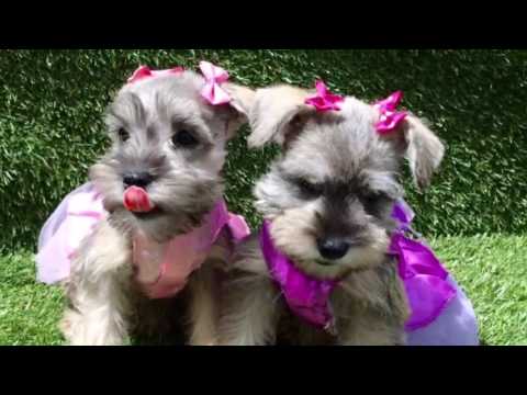 Female Mini Schnauzer Puppies