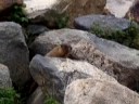 Awesome Marmot from Colorado