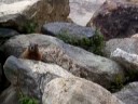 Awesome Marmot from Colorado