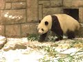 Panda Running in Snow