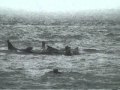 Stranding Weekend Wellfleet Bay Cruise