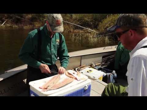 how to remove northern pike y bones