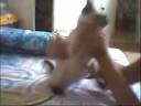 Rose, la gatita fiera.wmv