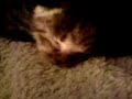  cats funny ronnydile scherzo gatti animal