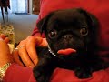  Maximus pug cute black dog tongue pet jezyk