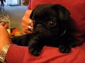 Our pug Maximus Our pug Maximus